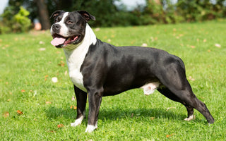 Staffordshire Bull Terrier: Fuerza y Ternura en un Paquete Musculoso.