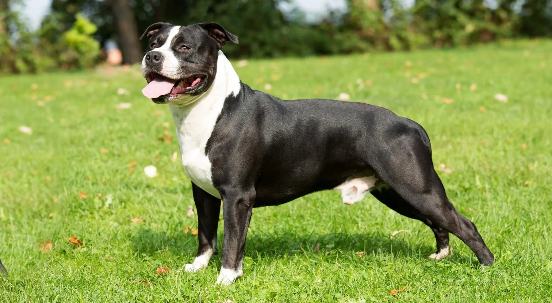Staffordshire Bull Terrier: Fuerza y Ternura en un Paquete Musculoso.