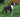 El Boston Terrier: Elegancia Canina de los Estados Unidos.