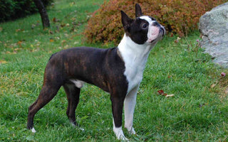 El Boston Terrier: Elegancia Canina de los Estados Unidos.