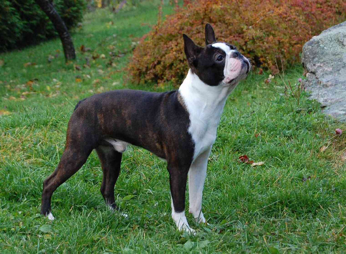 El Boston Terrier: Elegancia Canina de los Estados Unidos.