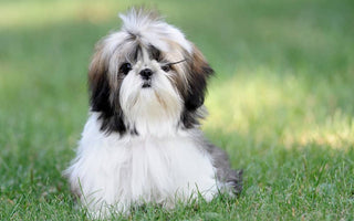 Shih Tzu: Una Joya de Pelaje Real Pequeno y Robusto.