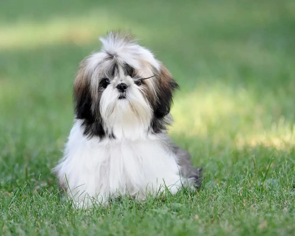 Shih Tzu: Una Joya de Pelaje Real Pequeno y Robusto.