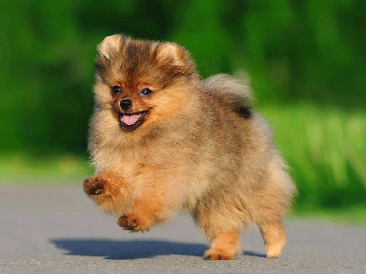 Pomerania: Un Deslumbrante Pompon Peludo.
