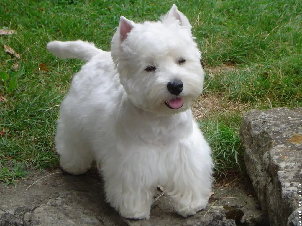 West Highland White Terrier (Westie): Elegancia Escocesa en un Paquete Compacto.