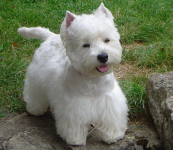 West Highland White Terrier Westie : Elegancia Escocesa en un Paquete Compacto.