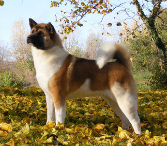 Akita Americano: Nobleza y Fortaleza en un Compañero Canino.