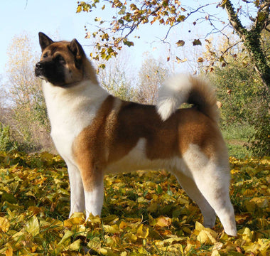 Akita Americano: Nobleza y Fortaleza en un Compañero Canino.