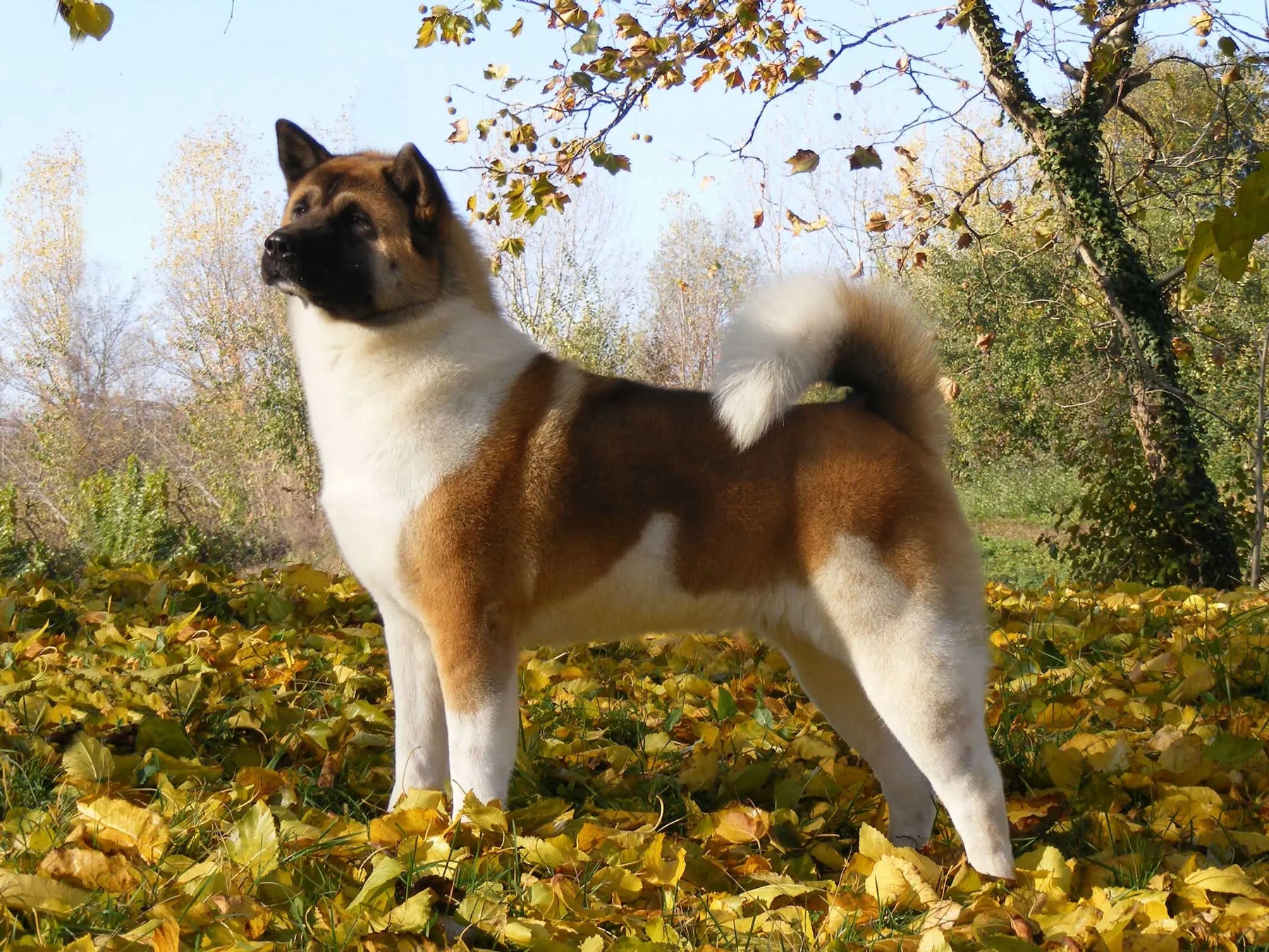 Akita Americano: Nobleza y Fortaleza en un Compañero Canino.