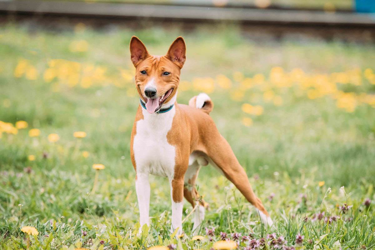 Basenji: La Elegancia Africana y la Voz Silenciosa.