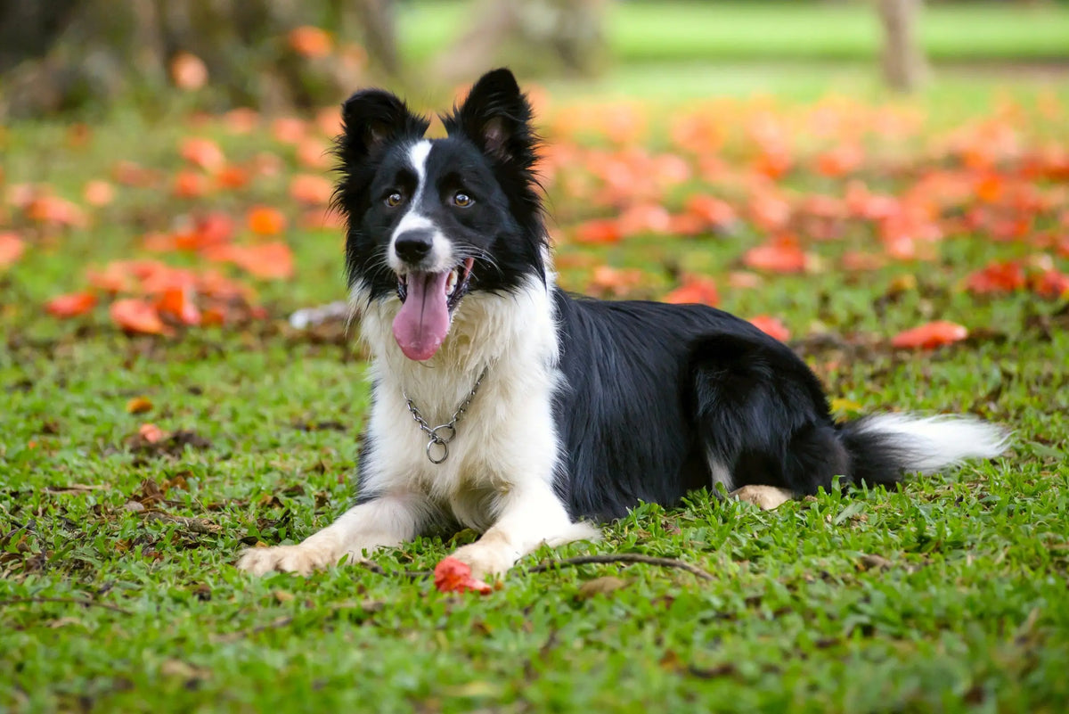 Border Collie: La Mente Brillante y la Agilidad Inigualable.