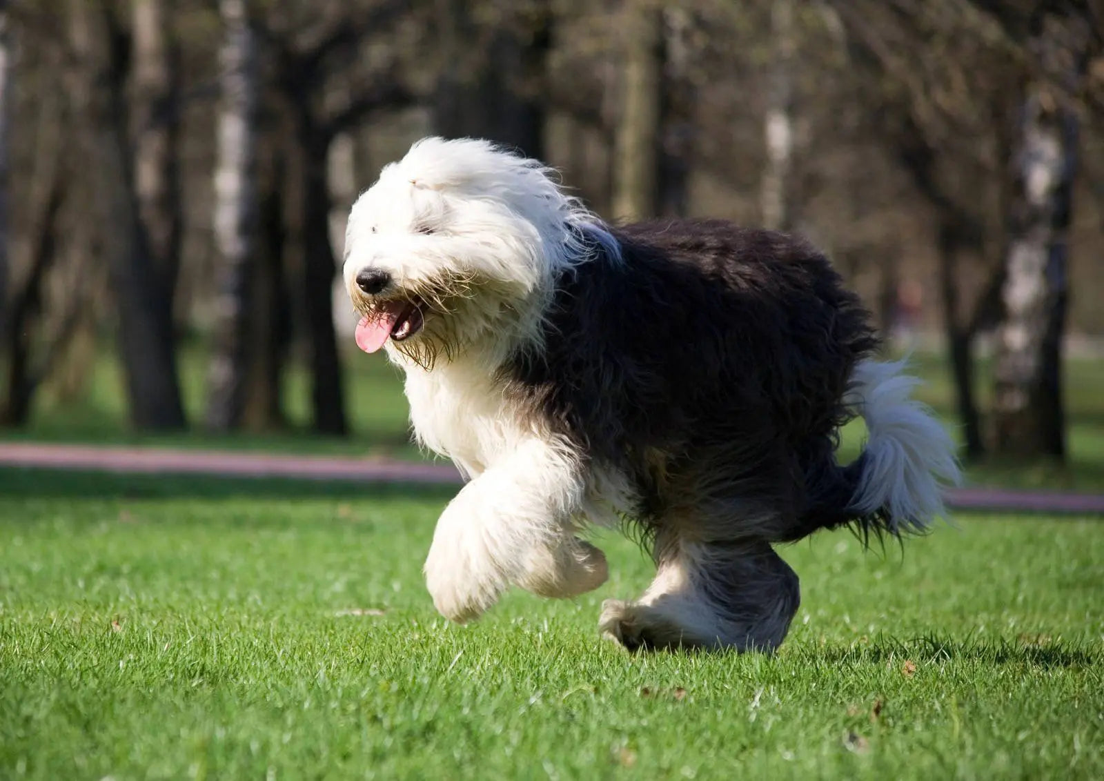 Bobtail: El Guardián Amistoso de la Melena Distintiva.