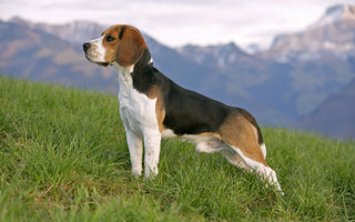 Beagle: El Encanto Travieso de las Razas Pequeñas.