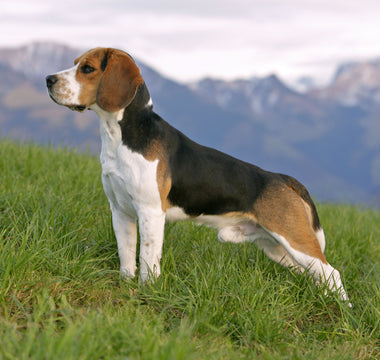 Beagle: El Encanto Travieso de las Razas Pequeñas.