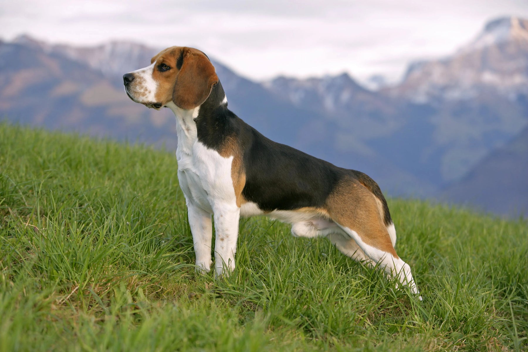 Beagle: El Encanto Travieso de las Razas Pequeñas.