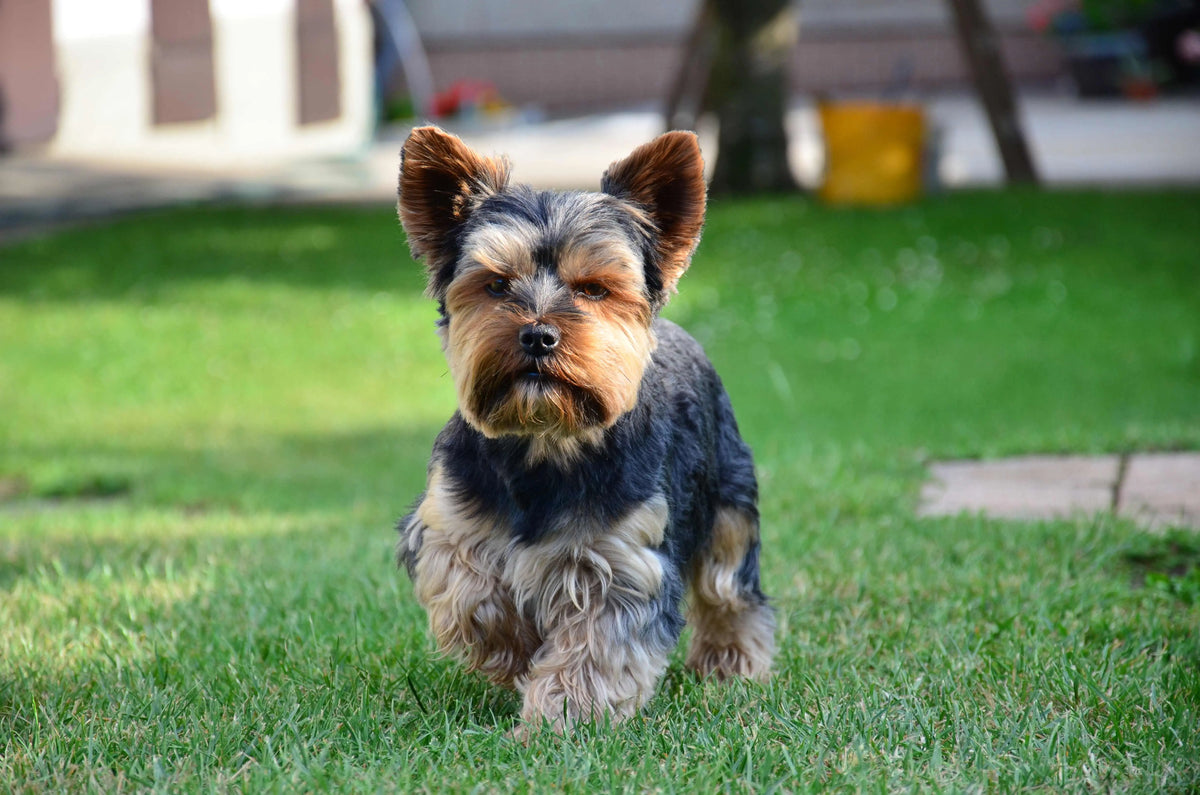 Yorkshire Terrier: Elegancia y Vitalidad en Miniatura.