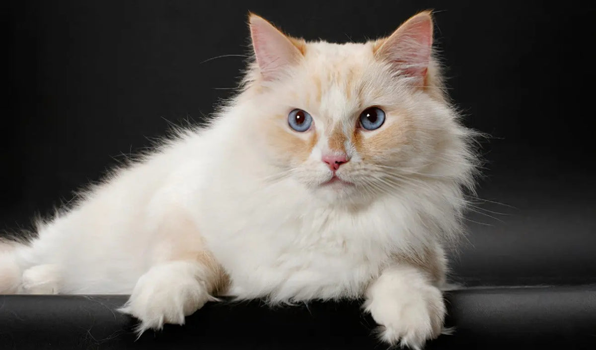 Gato Ragamuffin: Un Pequeño TesoroPeludo
