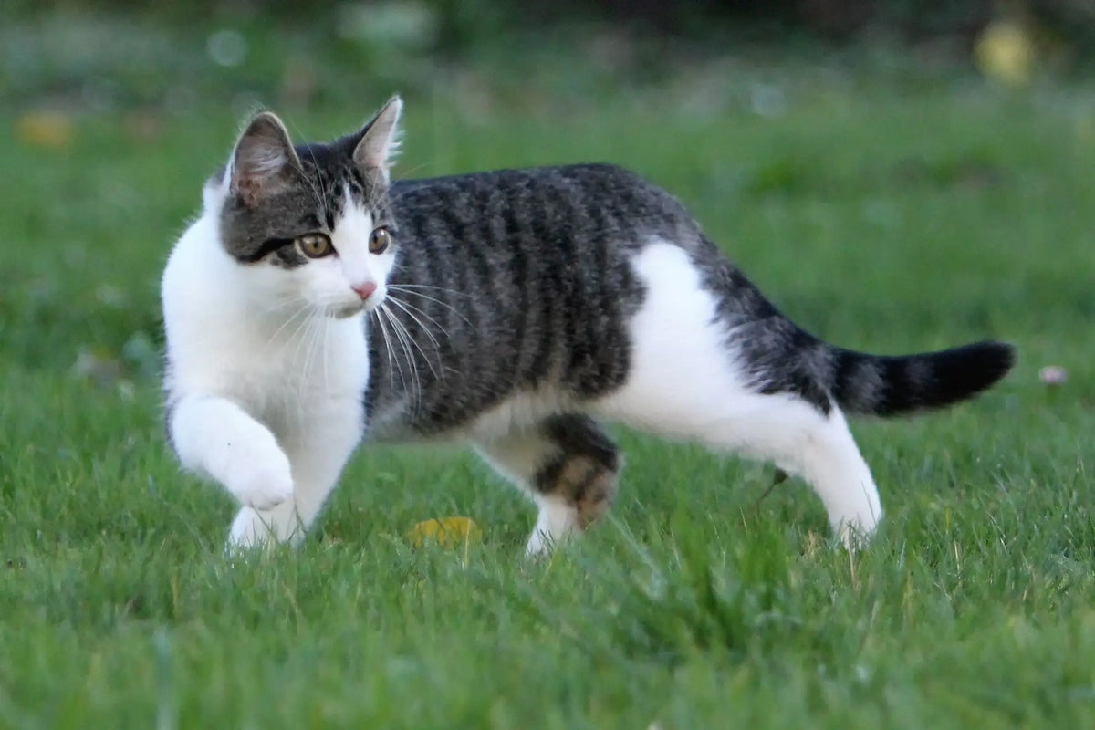 Gato Común Europeo: La Belleza Sencilla y Versátil del Felino Cotidiano