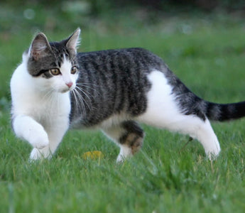 Gato Común Europeo: La Belleza Sencilla y Versátil del Felino Cotidiano