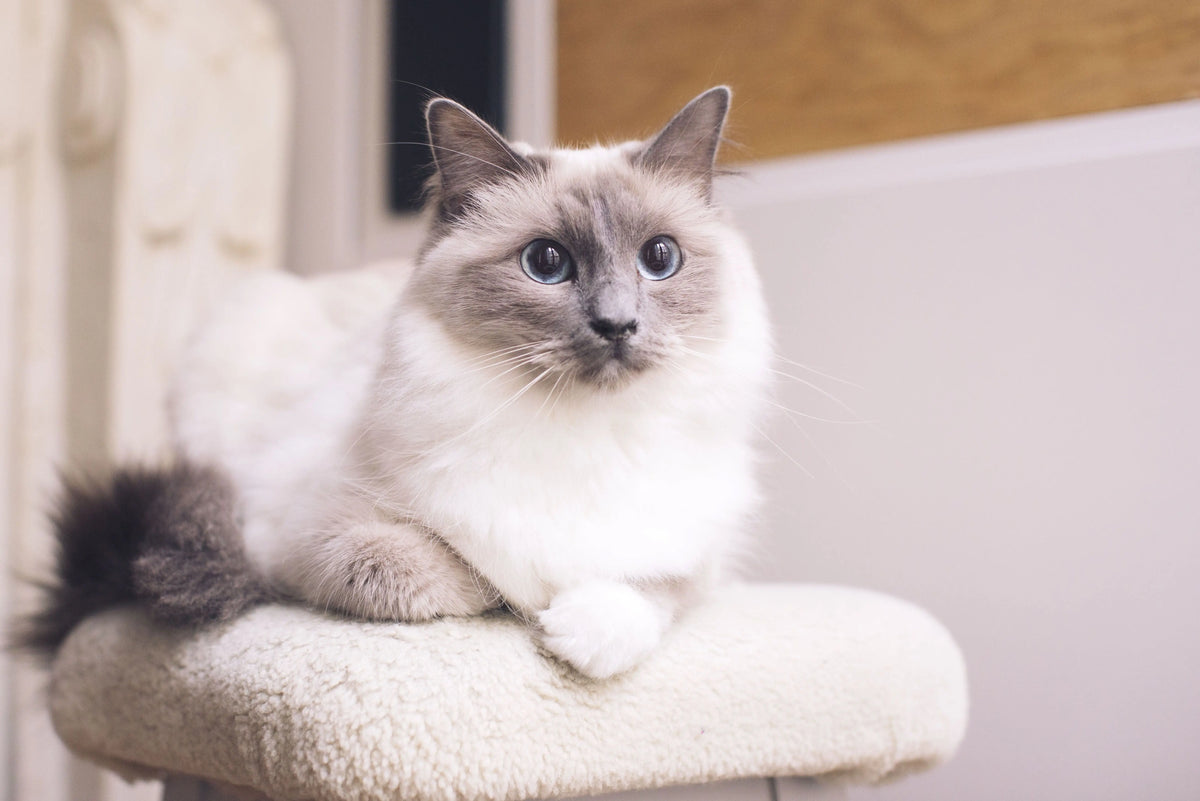 Gato Ragdoll: Elegancia Peluda Relajada.