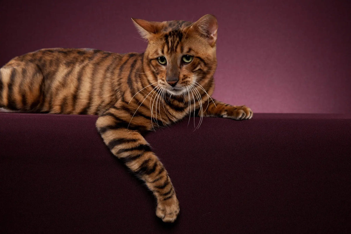Gato Toyger: Elegancia Felina Inspirada en la Selva Salvaje.