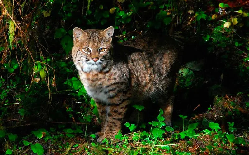Gato Montés: Elegancia Silvestre en el Hogar.