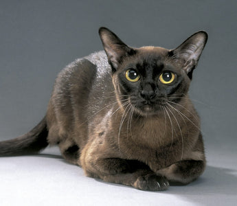 Gato Burmés: Un Elegante Acompañante de Pelaje Sedoso.