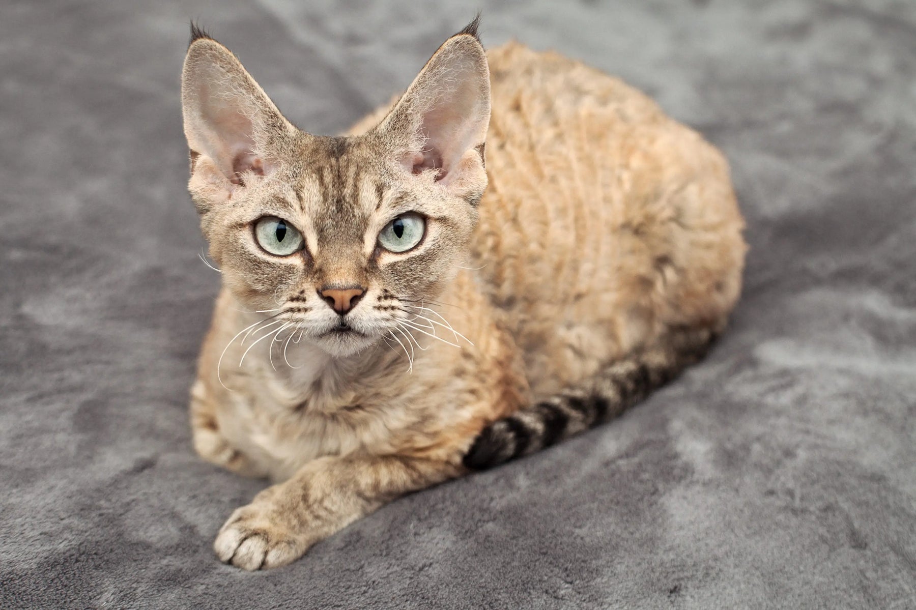Gato Devon Rex: La Elegancia Curvilínea y la Personalidad Juguetona.