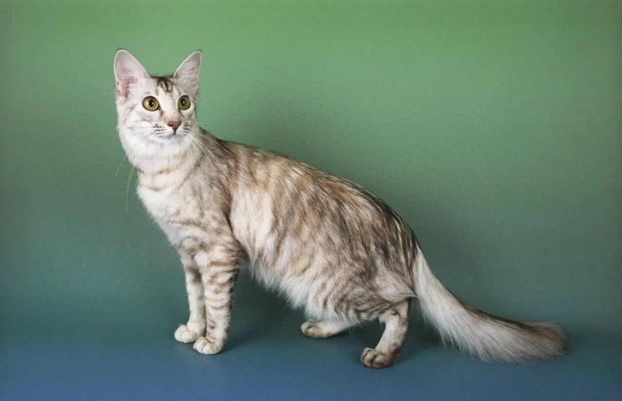 Gato Oriental de Pelo Largo o Javanés: Elegancia Felina en Pelaje Lujoso.