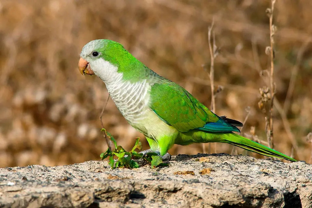 Cotorra - Myiopsitta monachus: Elegancia en el Vuelo