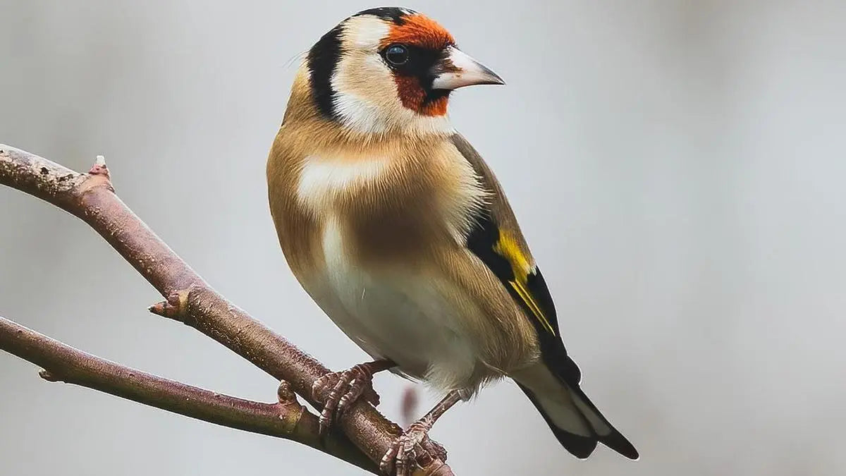 Jilguero – Carduelis carduelis: Elegancia en Vuelo