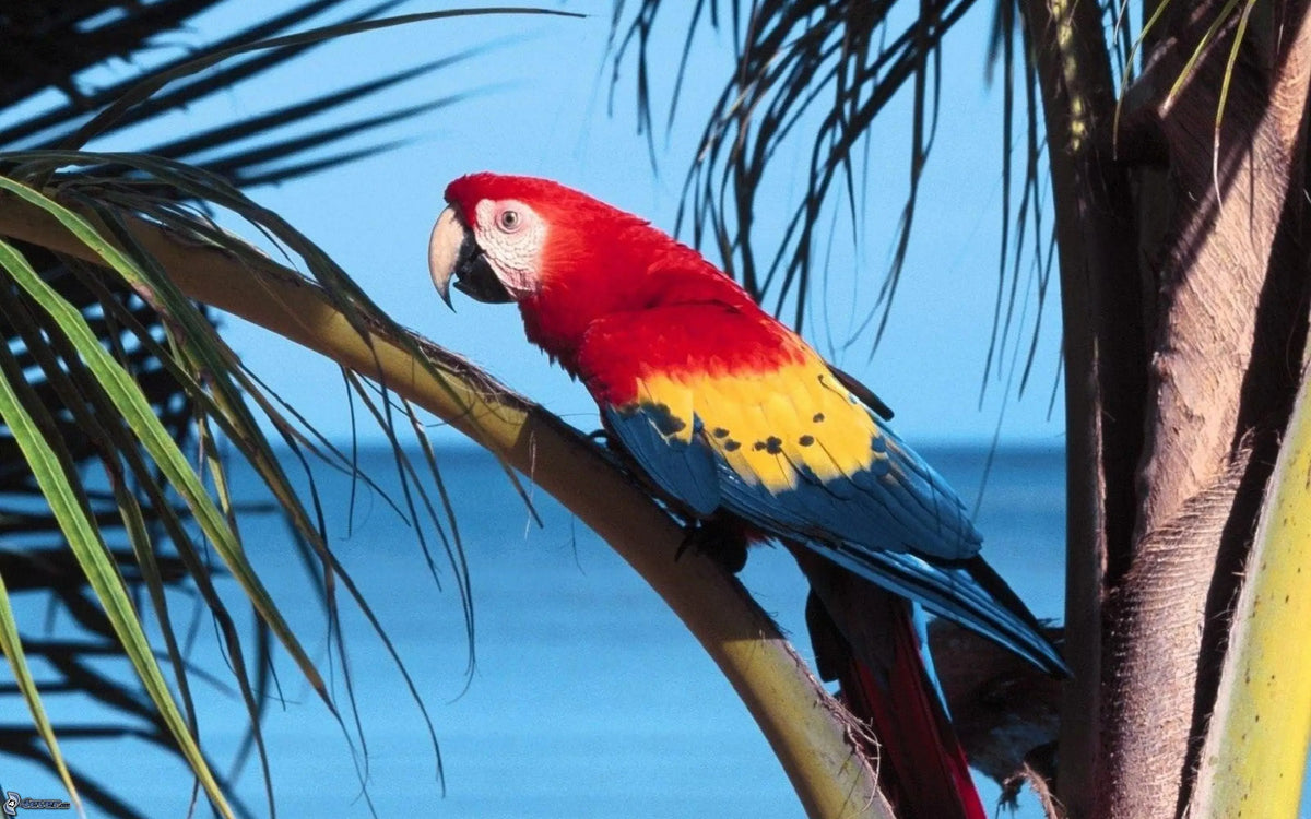 Guacamayo – Ara: Esplendor de Plumas Coloridas