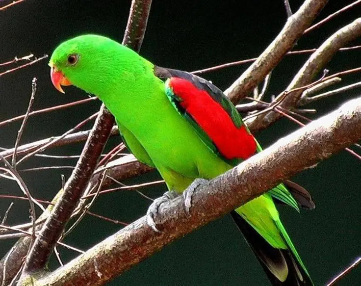 Cotorra de Alas Rojas - Aprosmictus erythropterus: Esplendor Alado