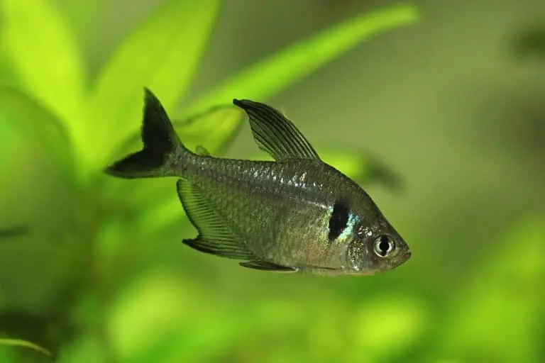 Tetra Fantasma Negro (Hyphessobrycon megalopterus):
