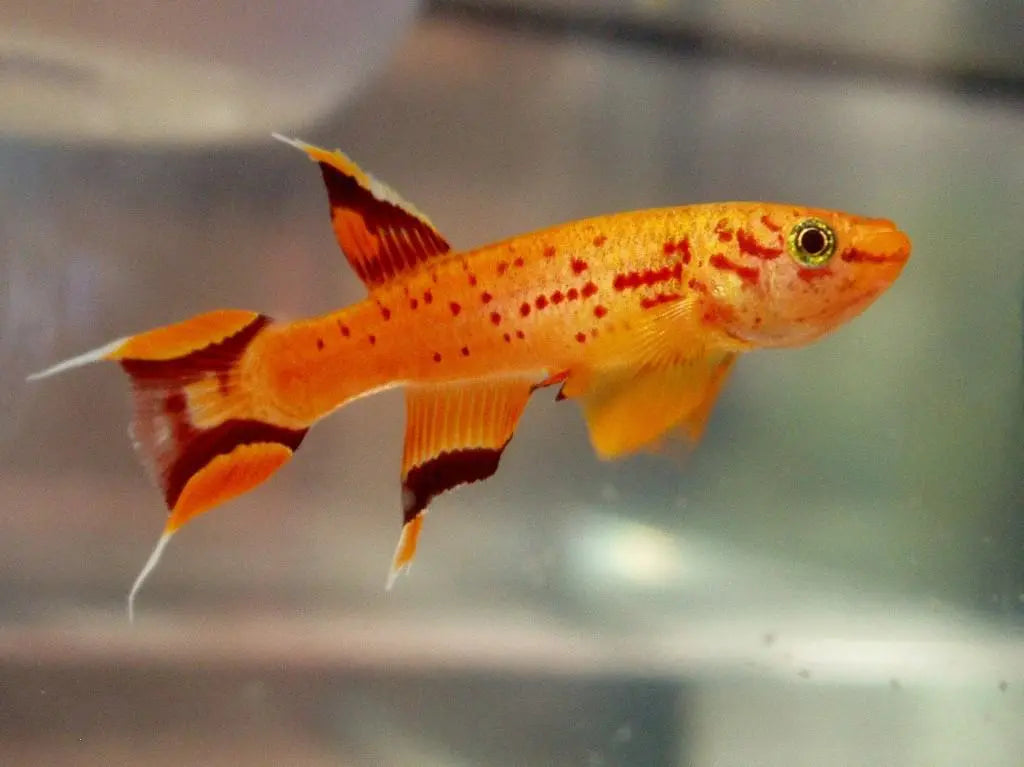 Killi (Aphyosemion spp.): Elegancia y Color en Acuarios Especializados