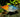 Pez Arcoíris Melanotaenia spp. : Vibrantes Colores en Movimiento