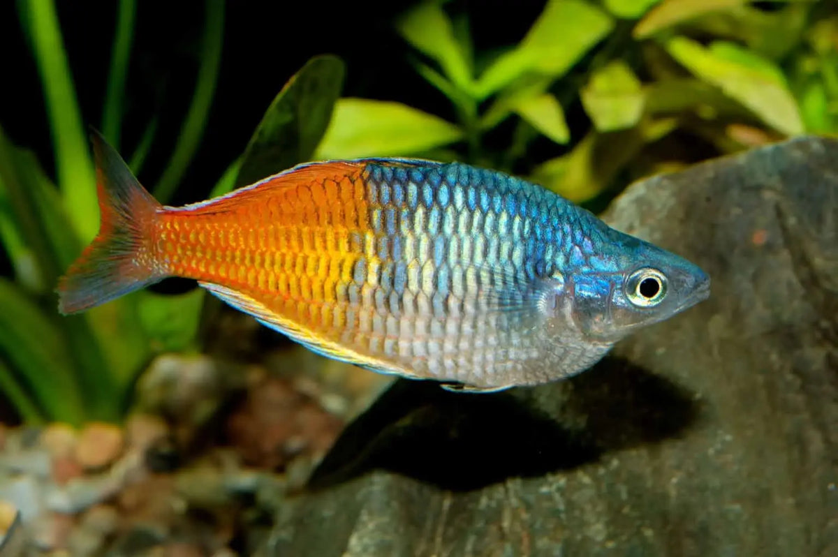 Pez Arcoíris (Melanotaenia spp.): Vibrantes Colores en Movimiento