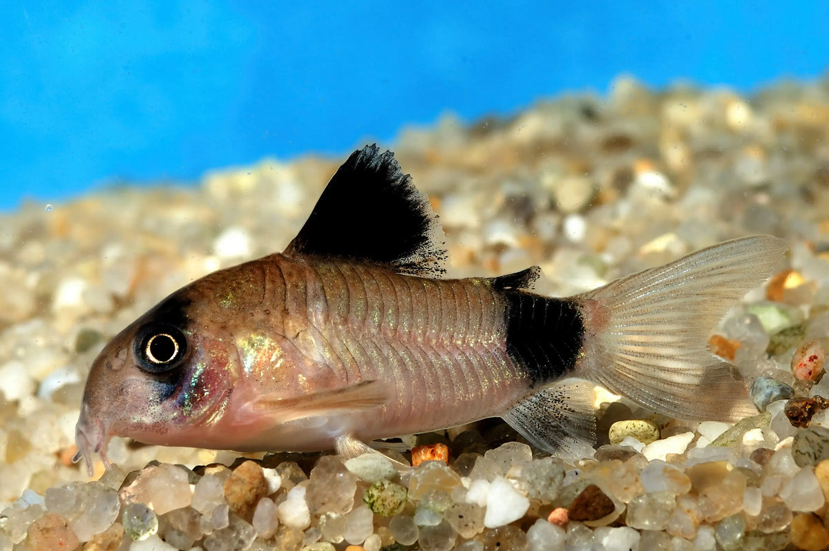 Corydora Panda (Corydoras panda): Elegancia Monocromática en el Fondo del Acuario