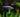 Tetra Neón Paracheirodon simulans : Belleza Vibrante en Verde Acuático