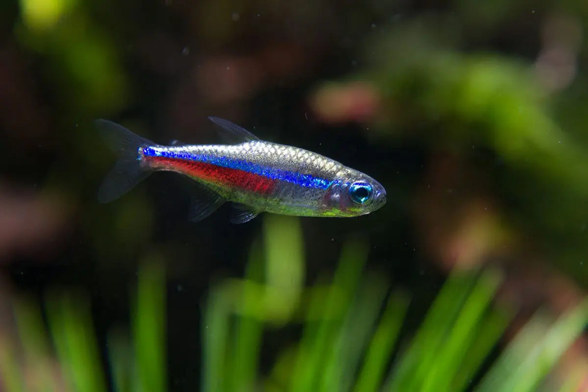 Tetra Neón Verde (Paracheirodon simulans): Belleza Vibrante en Verde Acuático
