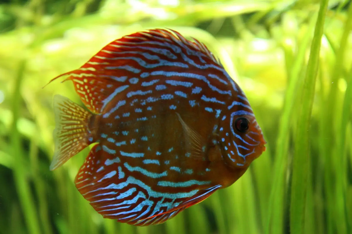 Discos Checkerboard: Elegancia a Cuadros en el Acuario
