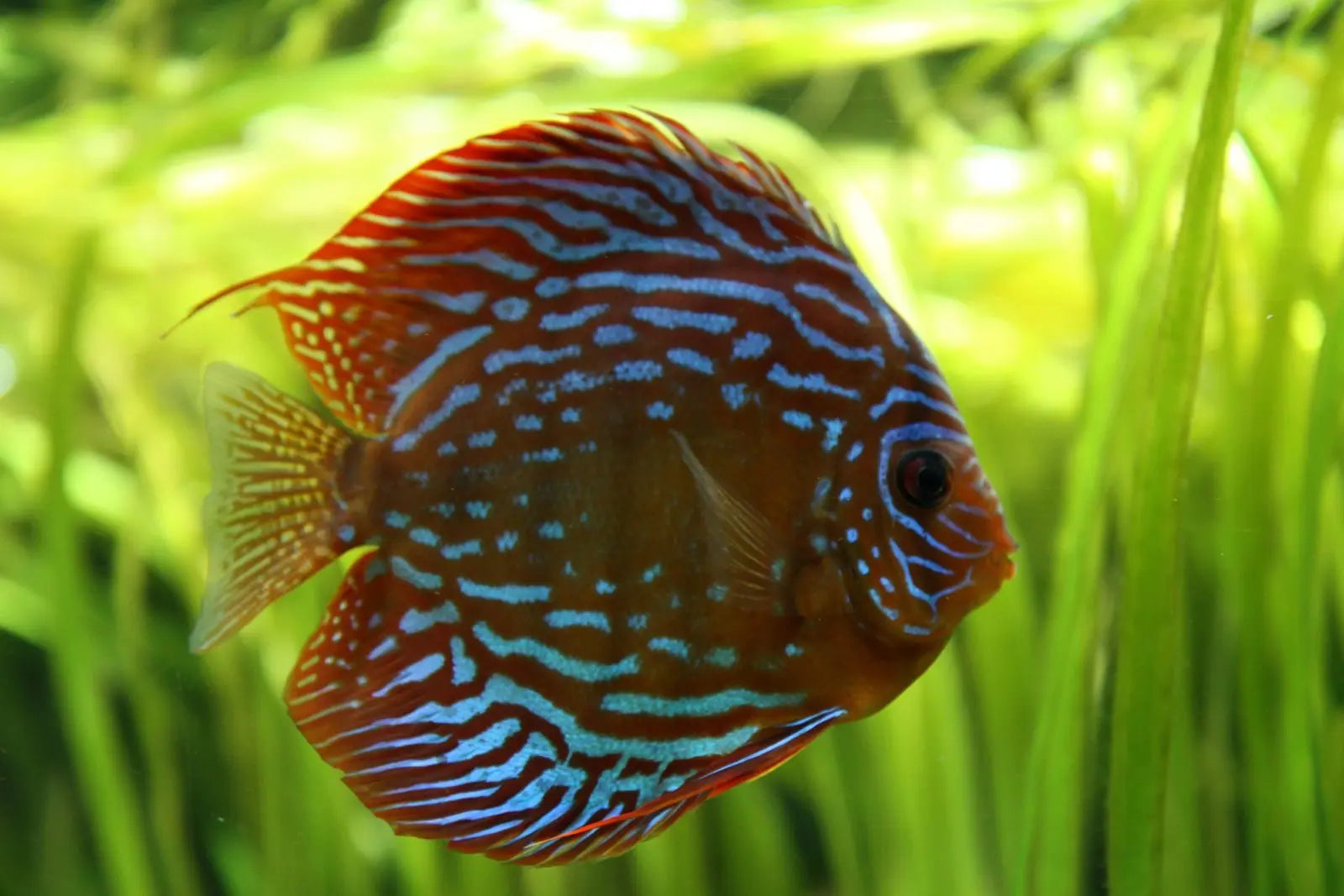 Discos Checkerboard: Elegancia a Cuadros en el Acuario