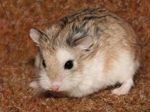 Hámster Roborovski (Phodopus roborovskii)