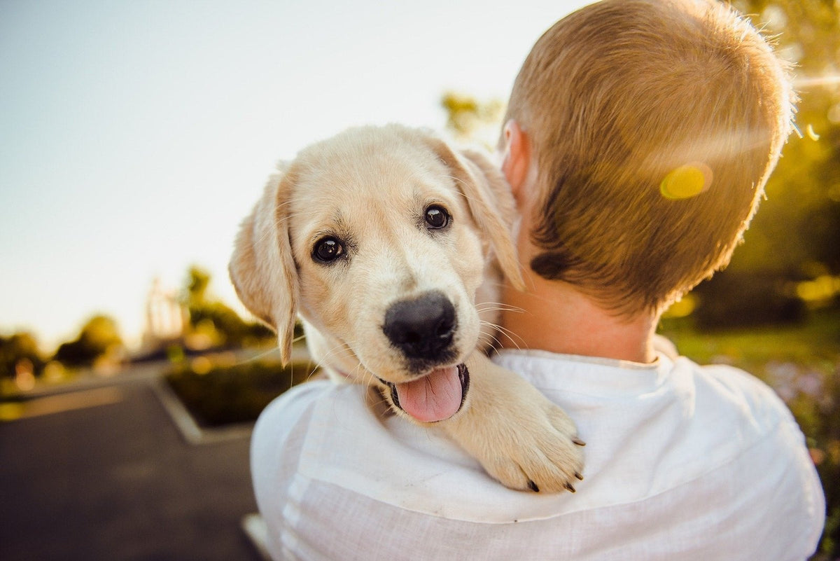 Cómo Crear la Rutina Perfecta de Cuidado para Tu Perro