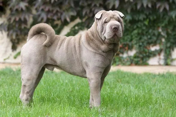 Shar Pei: Elegancia Arrugada y Personalidad Inconfundible.