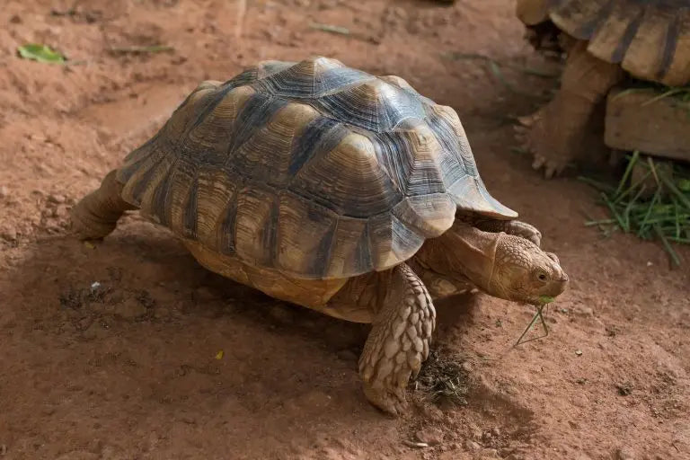 Tortuga de Espolones (Gopherus spp.) Guia