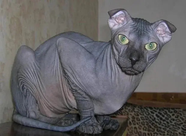 Gato Levkoy Ucraniano: Elegancia Felina de Oriente Europeo