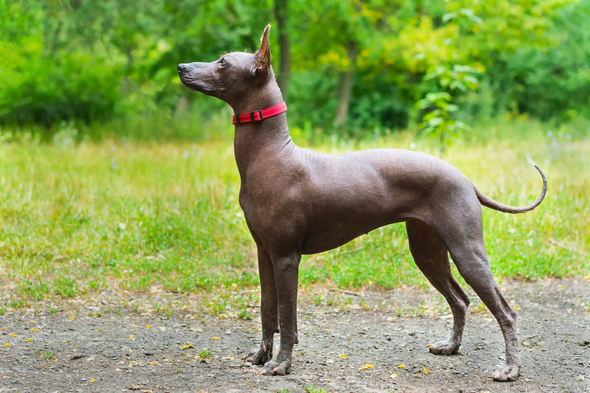 Xoloitzcuintli: La Antigua Joya Canina de México.