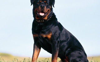 Rottweiler: La Majestuosidad de Fuerza y la Lealtad.