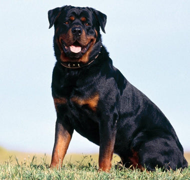 Rottweiler: La Majestuosidad de Fuerza y la Lealtad.